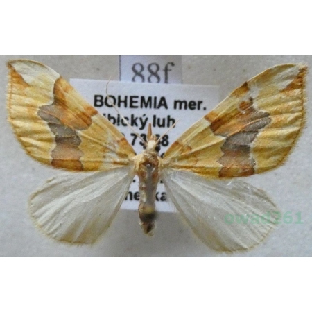 Cidaria fulvata (Forster, 1771) Paśnik naróżak Czech88f